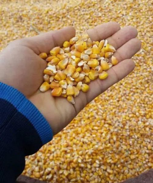 photo_2024-07-30_16-20-24-min corn