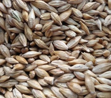 barley