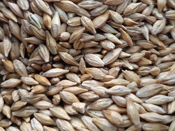 barley