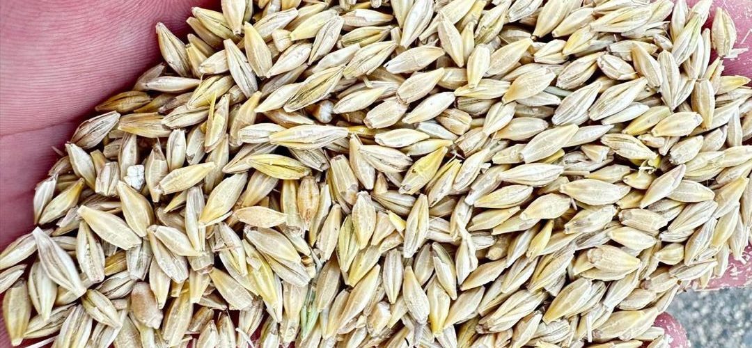 barley