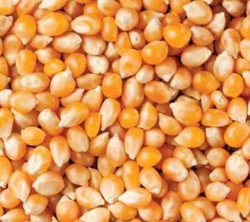 corn