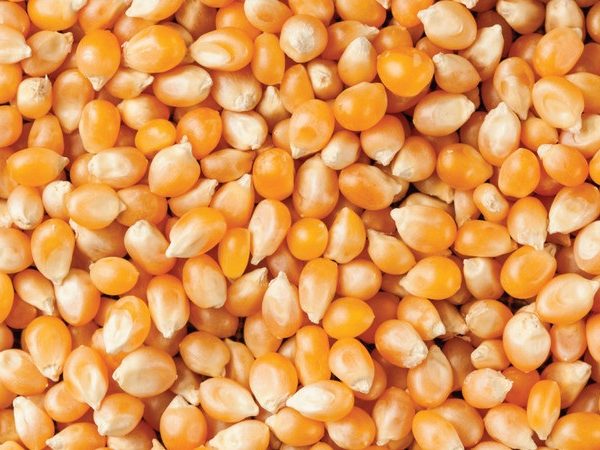 corn